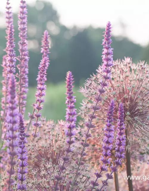 Garten-Blüten-Salbei 'Amethyst'