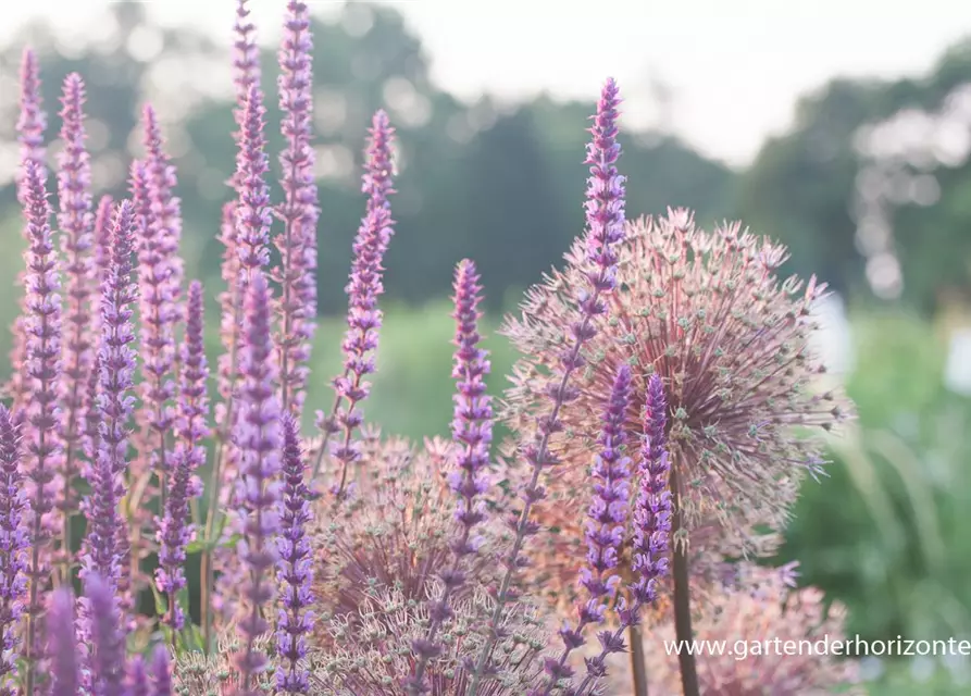 Garten-Blüten-Salbei 'Amethyst'