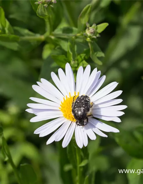 Garten-Schönaster 'Madiva'