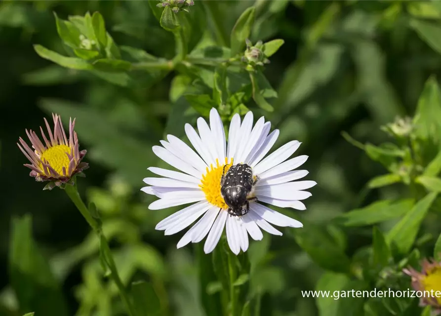 Garten-Schönaster 'Madiva'