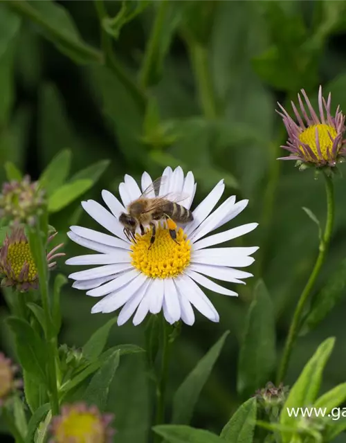 Garten-Schönaster 'Madiva'