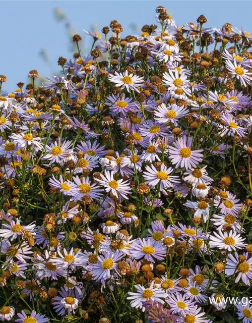 Garten-Schönaster 'Madiva'