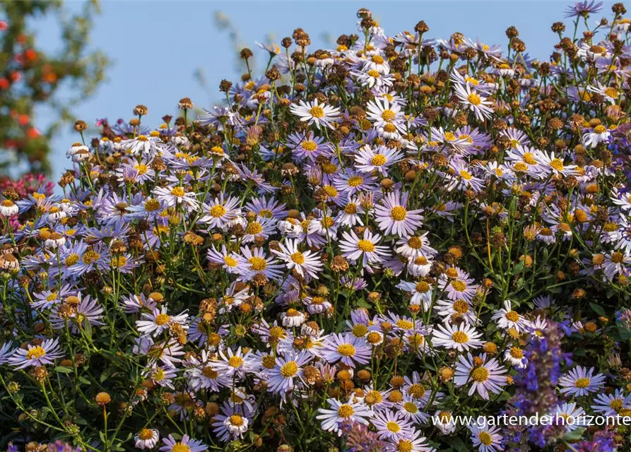 Garten-Schönaster 'Madiva'