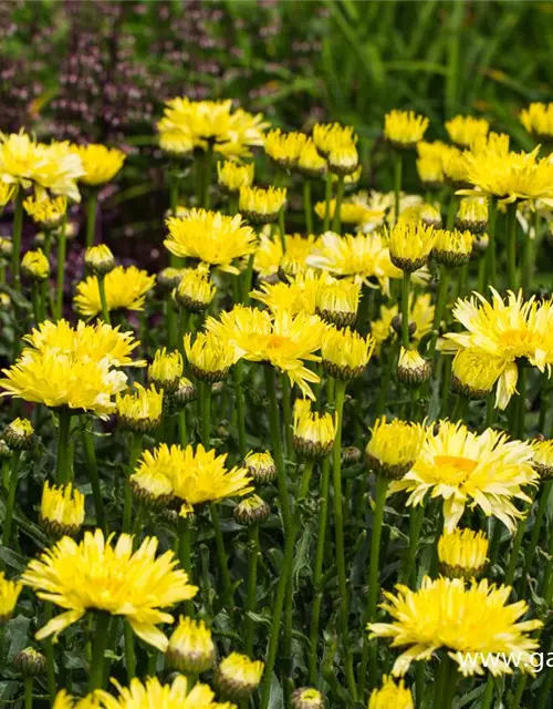 Garten-Margerite 'Goldfinch'