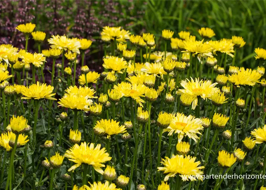 Garten-Margerite 'Goldfinch'