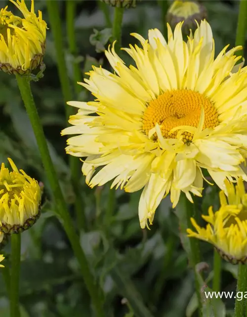 Garten-Margerite 'Goldfinch'