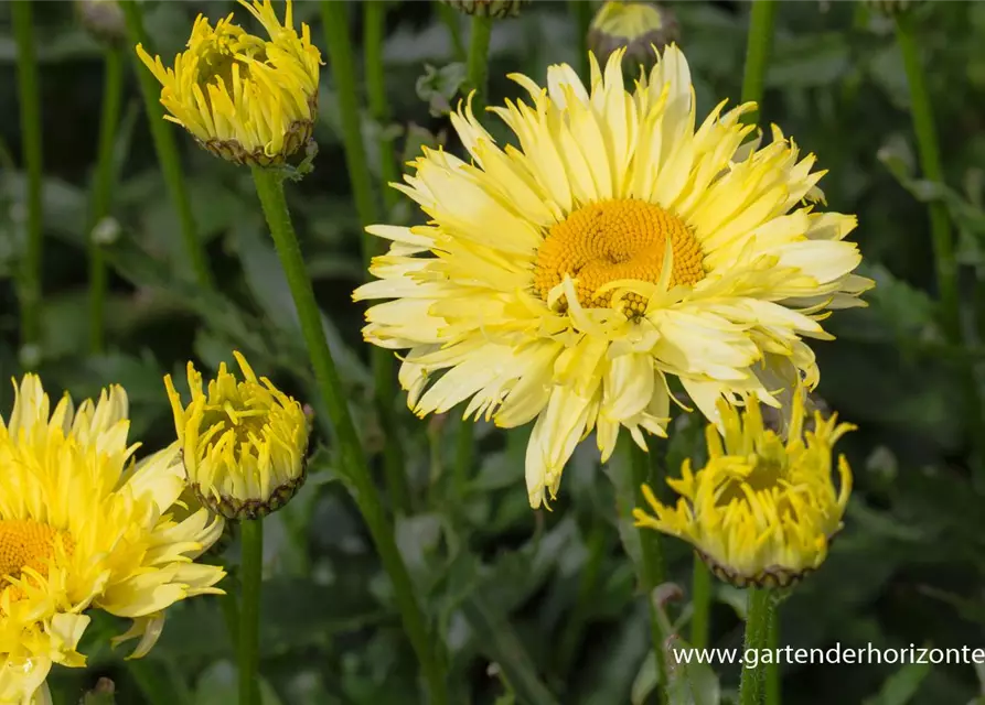 Garten-Margerite 'Goldfinch'