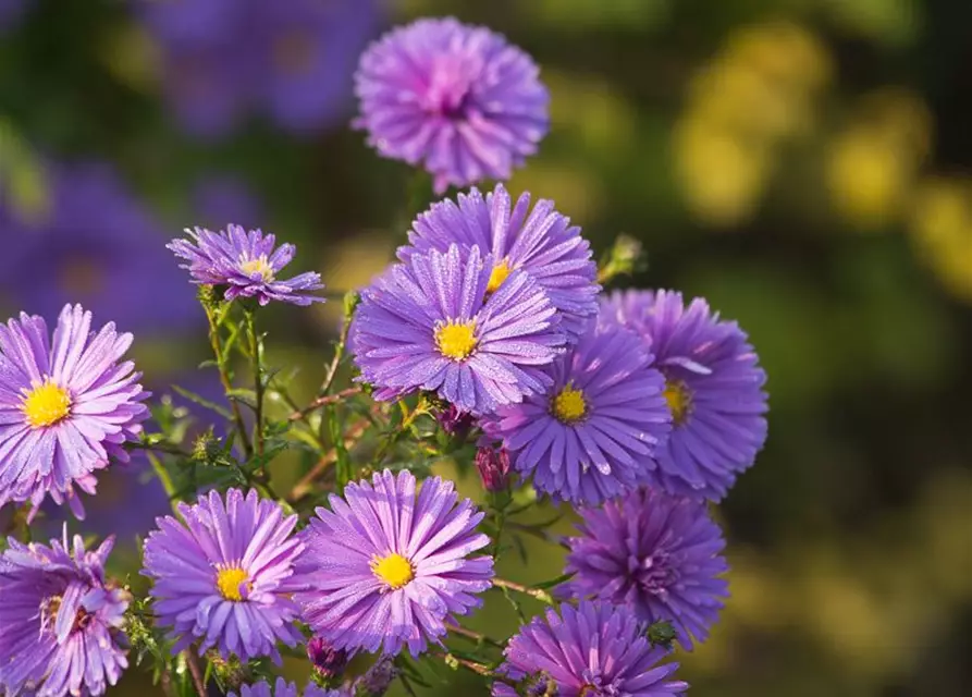 Garten-Glattblatt-Aster 'Fuldatal'