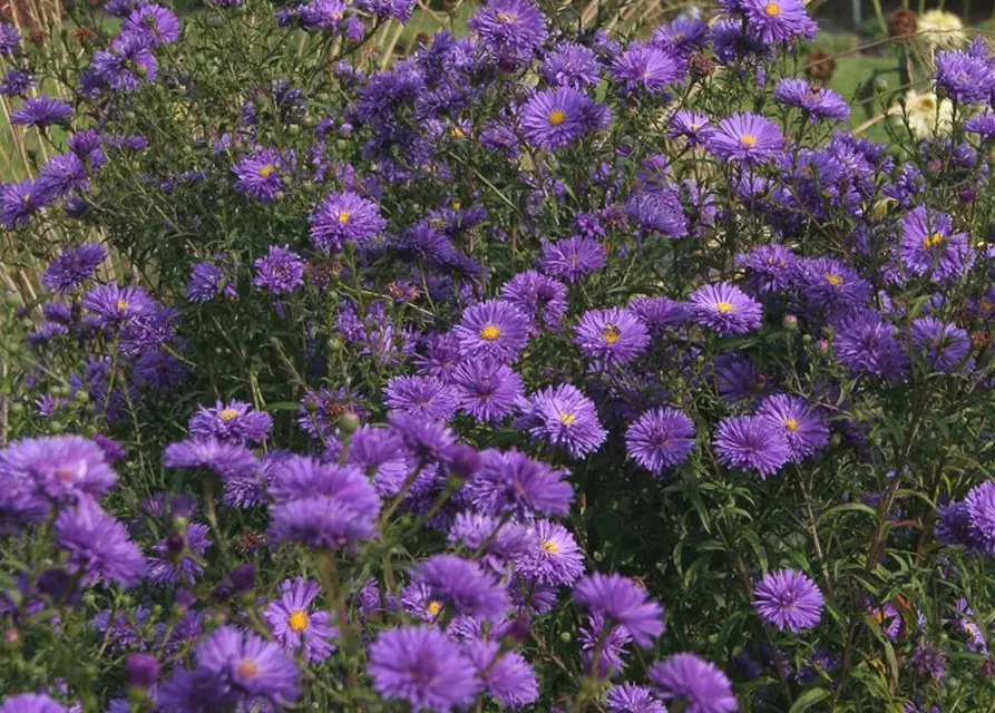 Garten-Glattblatt-Aster 'Fuldatal'