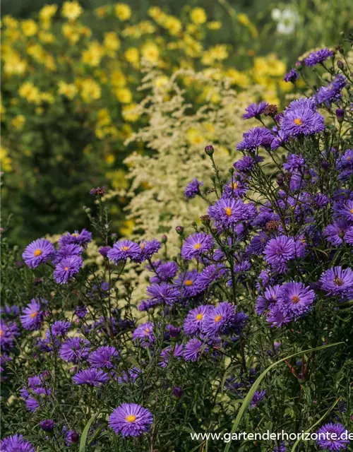 Garten-Glattblatt-Aster 'Fuldatal'