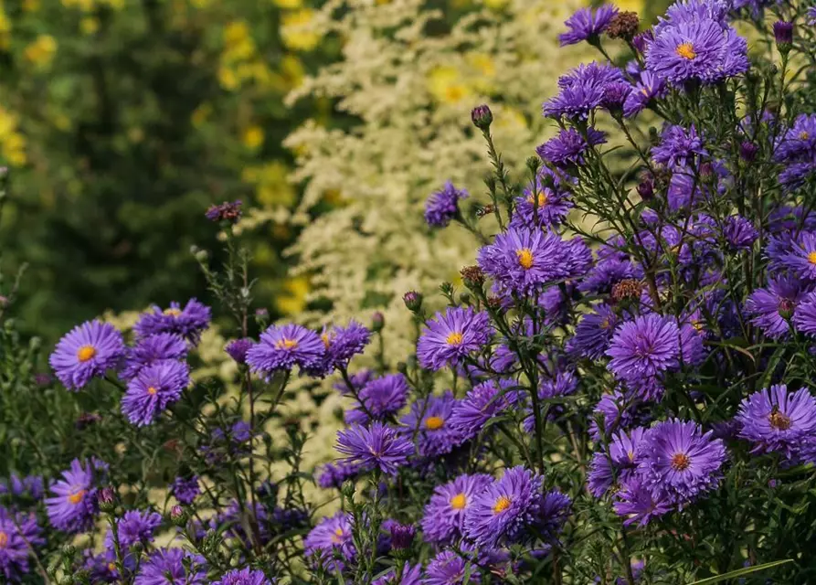 Garten-Glattblatt-Aster 'Fuldatal'