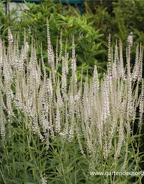 Garten-Kandelaberehrenpreis 'Diana'