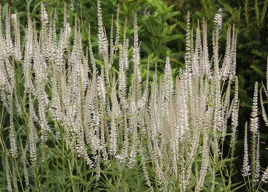 Garten-Kandelaberehrenpreis 'Diana'