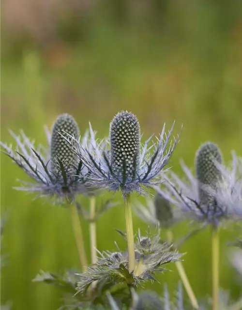 Garten-Mannstreu 'Blue Star'