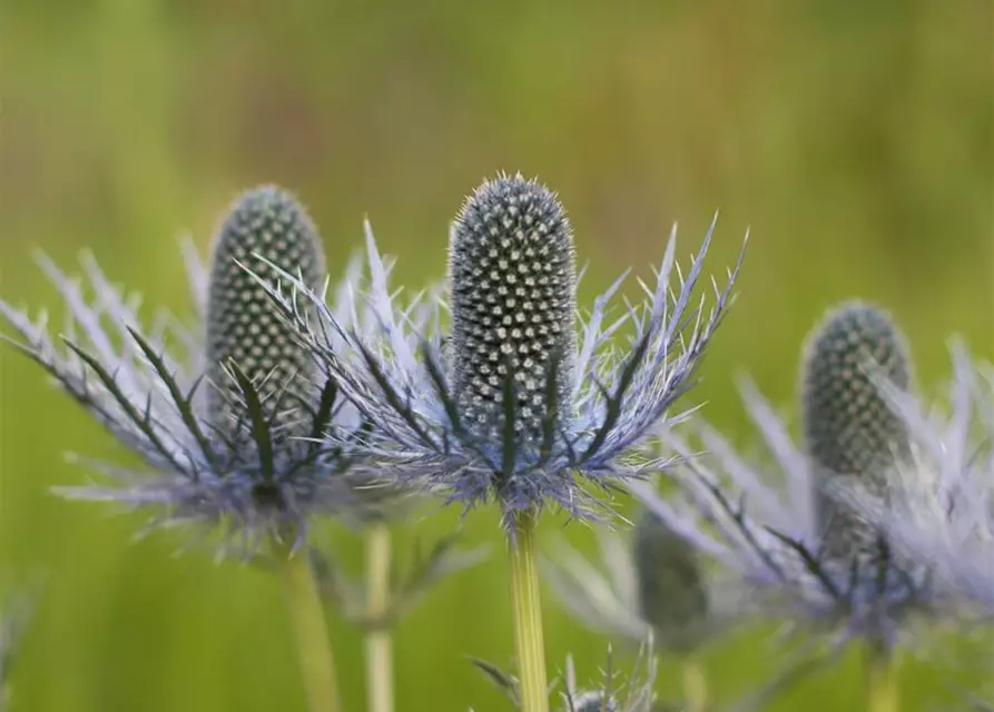 Garten-Mannstreu 'Blue Star'