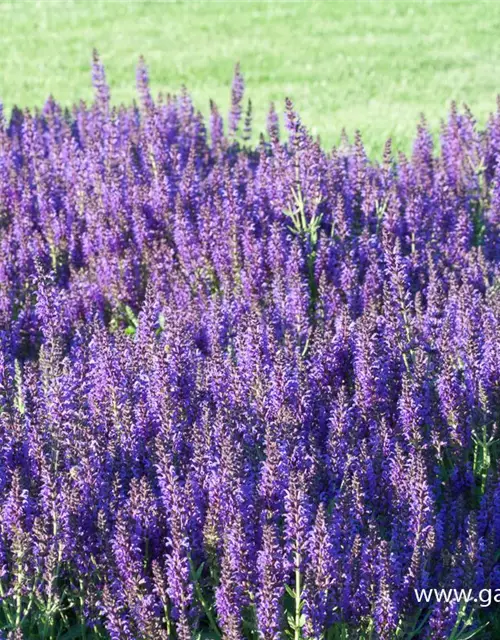 Garten-Blüten-Salbei 'Marcus'®