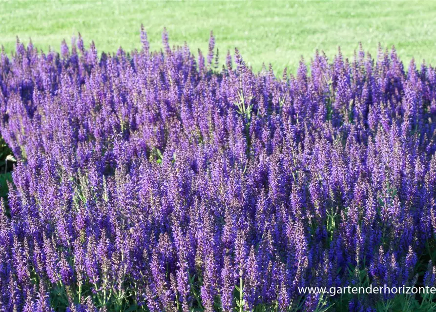 Garten-Blüten-Salbei 'Marcus'®