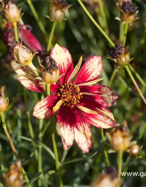 Coreopsis verticillata 'Route 66' -R-