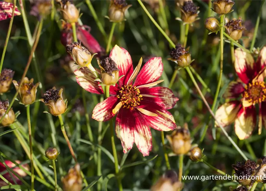 Coreopsis verticillata 'Route 66' -R-