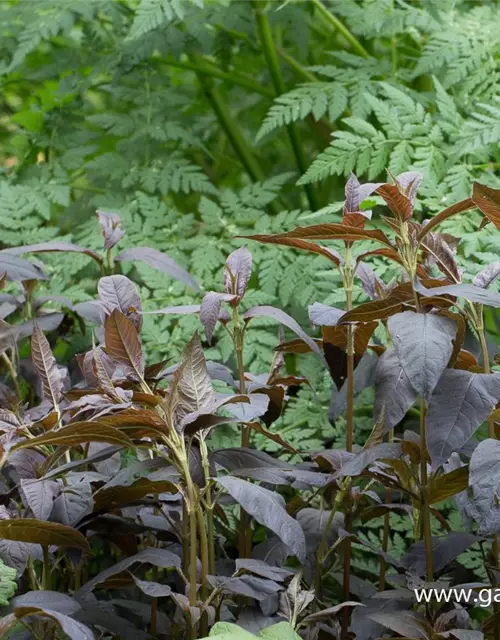 Bewimperter Garten-Felberich 'Firecracker'