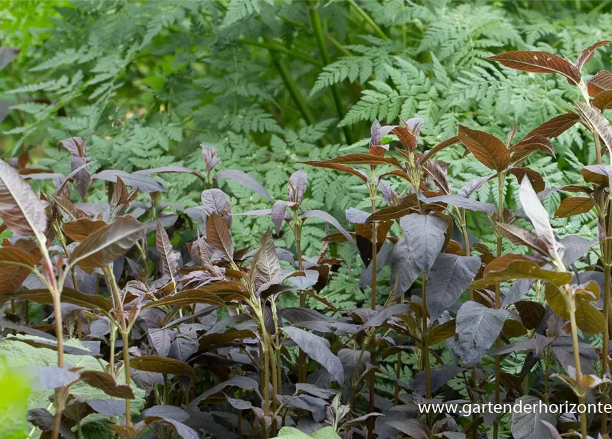 Bewimperter Garten-Felberich 'Firecracker'