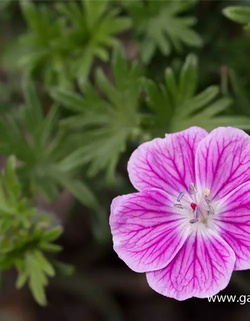 Garten-Blut-Storchschnabel 'Elke'