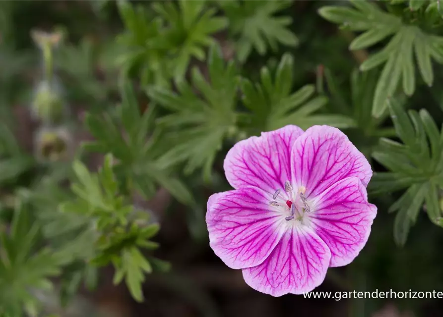 Garten-Blut-Storchschnabel 'Elke'