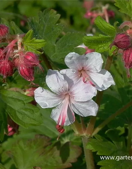 Geranium macrorrhizum 'Spessart'