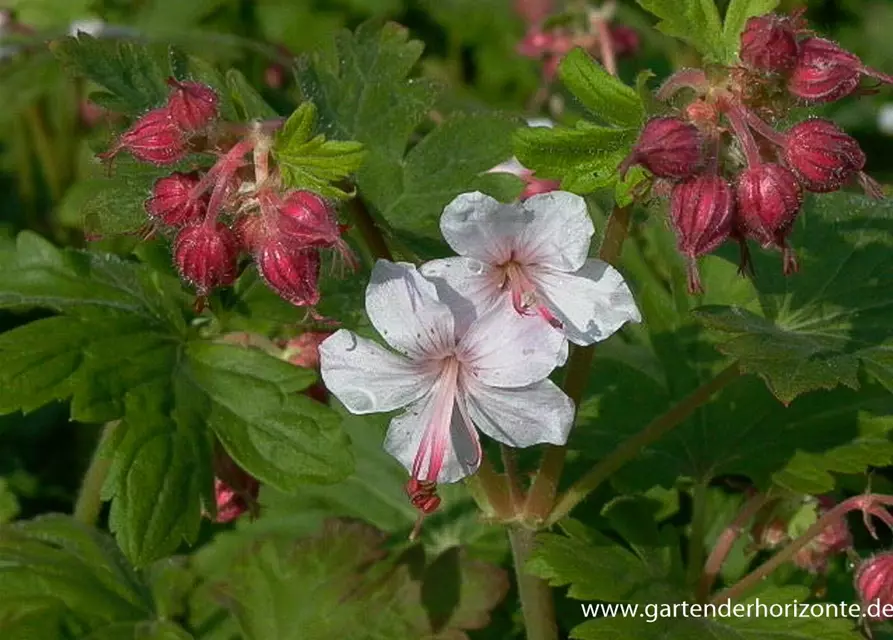 Geranium macrorrhizum 'Spessart'