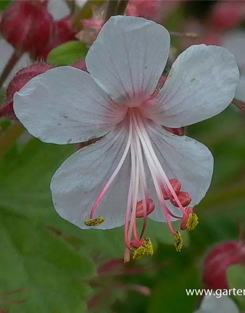 Geranium macrorrhizum 'Spessart'