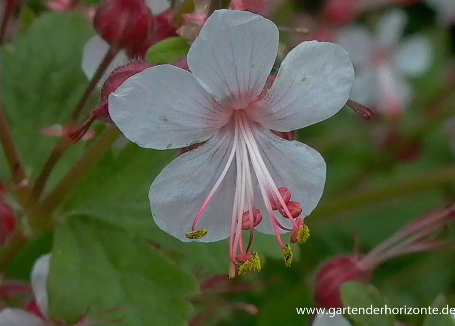 Geranium macrorrhizum 'Spessart'