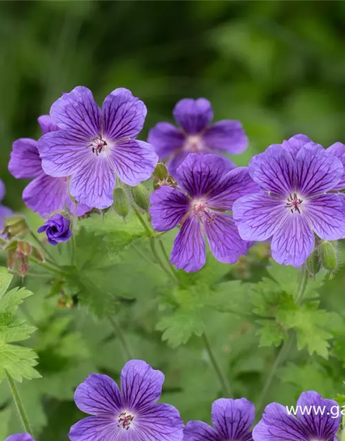 Geranium ibericum 'Vital'