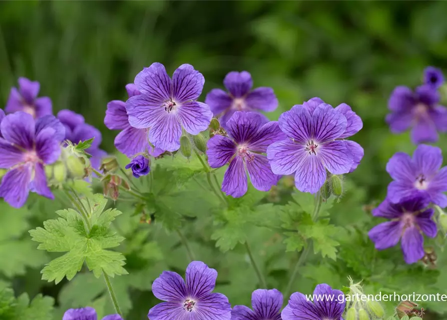 Geranium ibericum 'Vital'