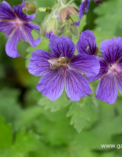 Geranium ibericum 'Vital'