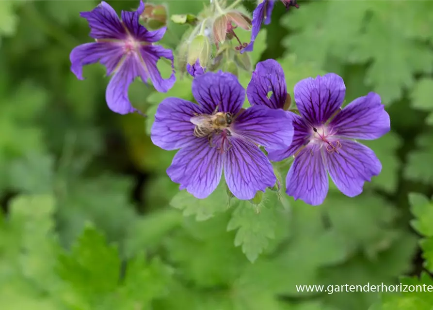 Geranium ibericum 'Vital'