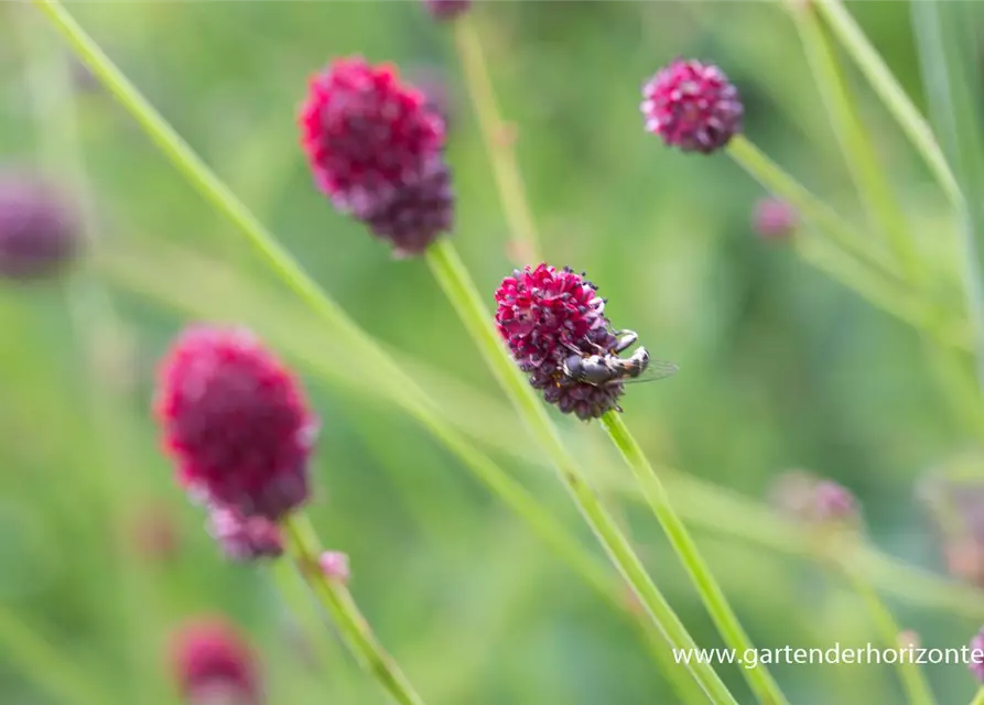 Garten-Wiesenknopf 'Tanna'