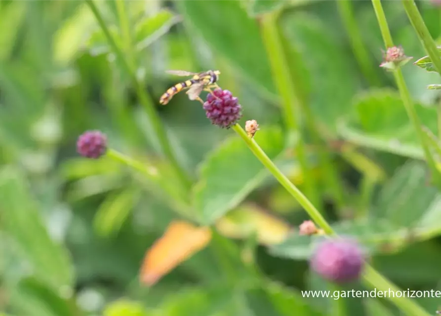 Garten-Wiesenknopf 'Tanna'