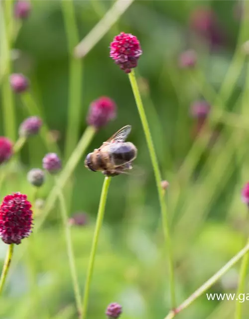 Garten-Wiesenknopf 'Tanna'