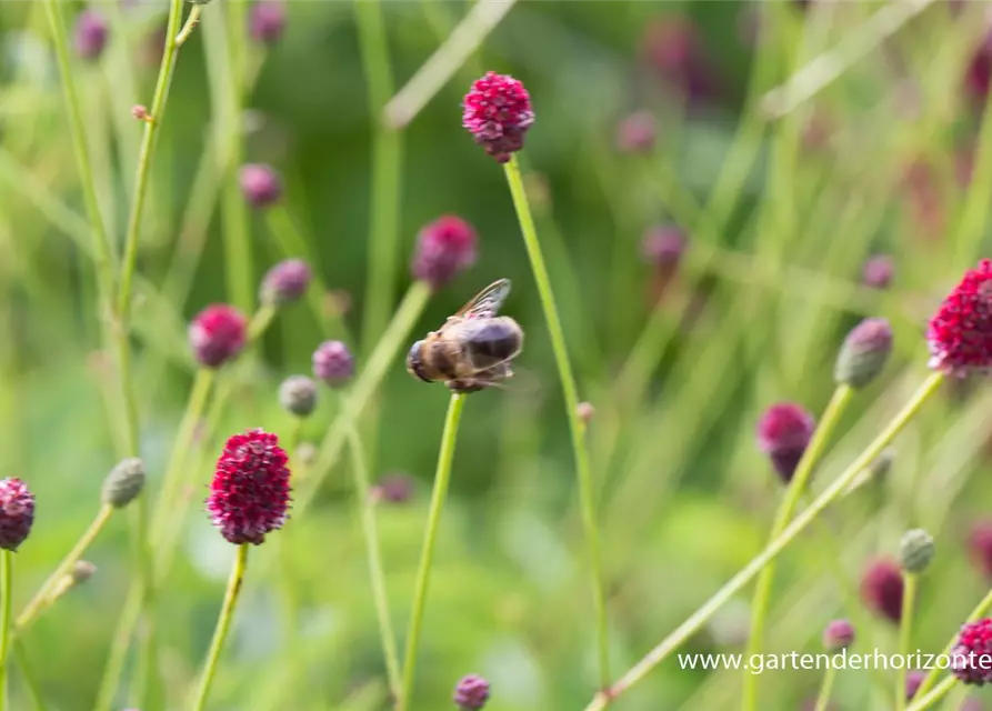 Garten-Wiesenknopf 'Tanna'