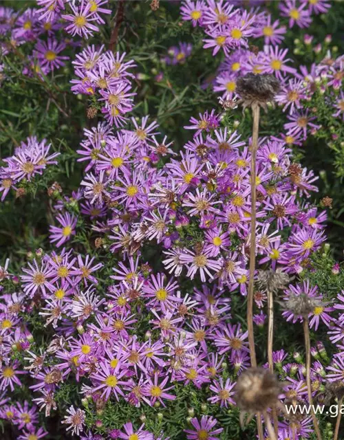 Garten-Myrten-Aster 'Pink Star'