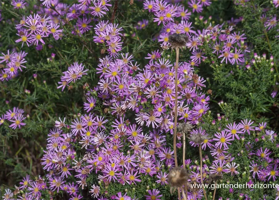 Garten-Myrten-Aster 'Pink Star'