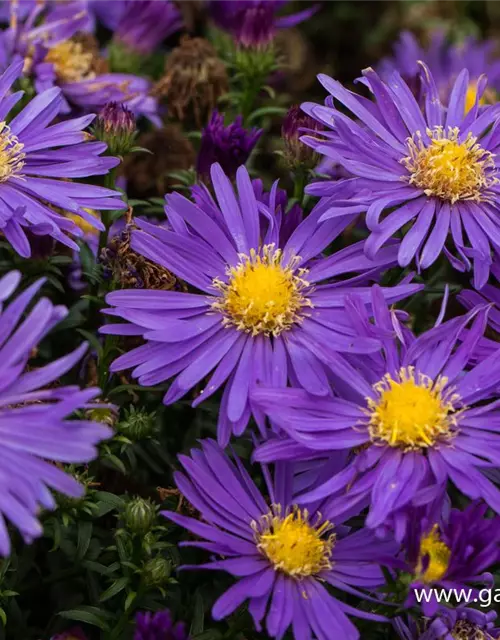 Garten-Kissen-Aster 'Blaue Lagune'