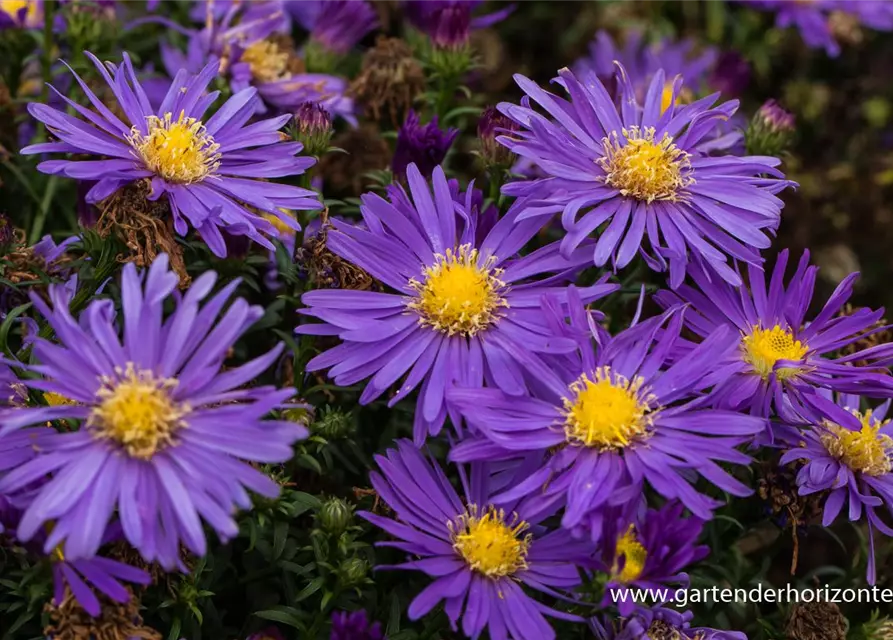 Garten-Kissen-Aster 'Blaue Lagune'