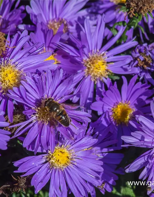 Garten-Kissen-Aster 'Blaue Lagune'