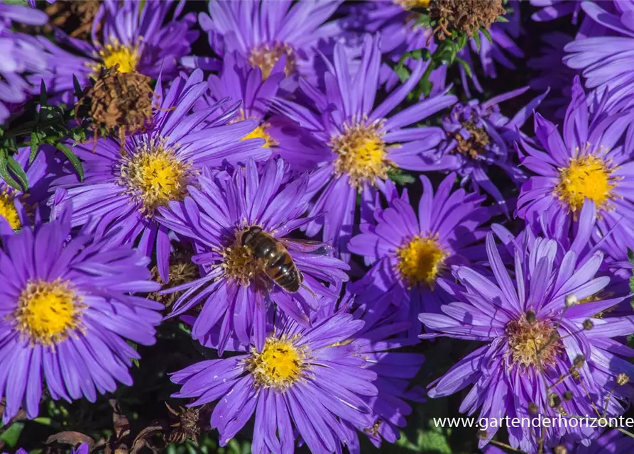 Garten-Kissen-Aster 'Blaue Lagune'