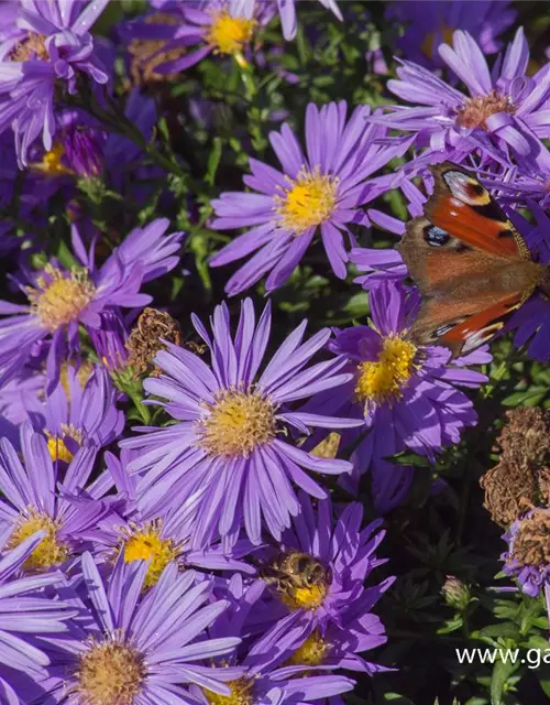 Garten-Kissen-Aster 'Blaue Lagune'