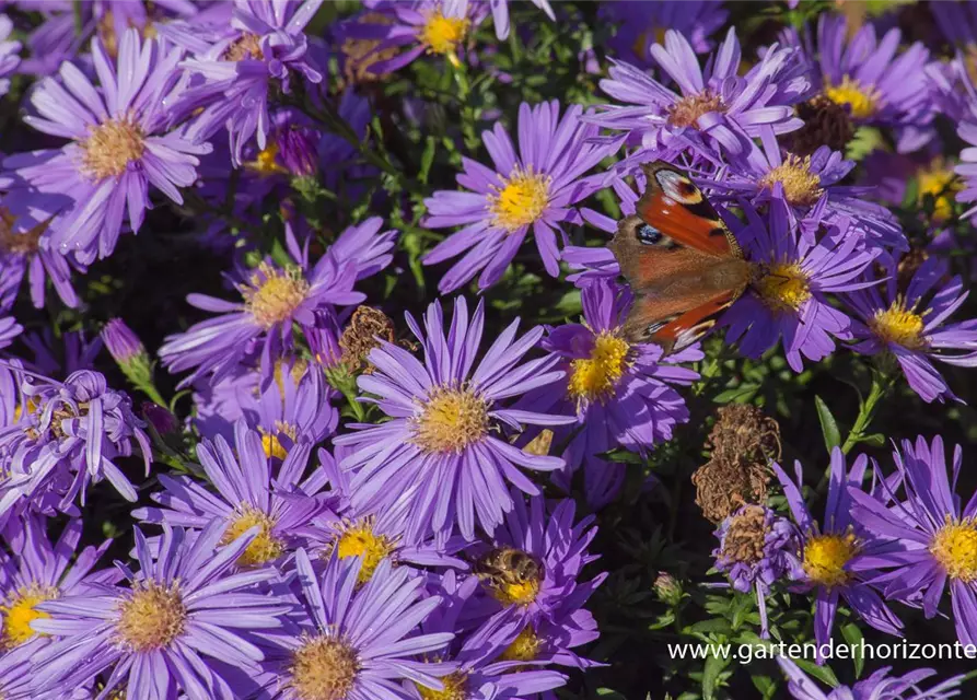 Garten-Kissen-Aster 'Blaue Lagune'