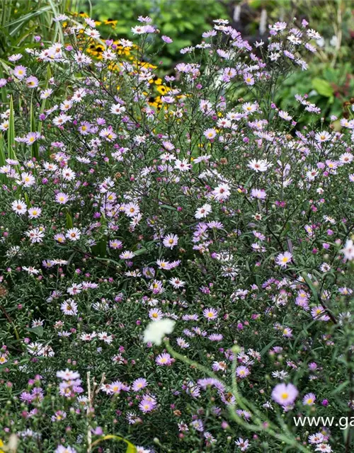 Glattblatt-Aster