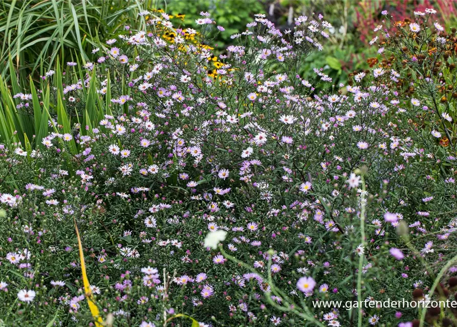 Glattblatt-Aster