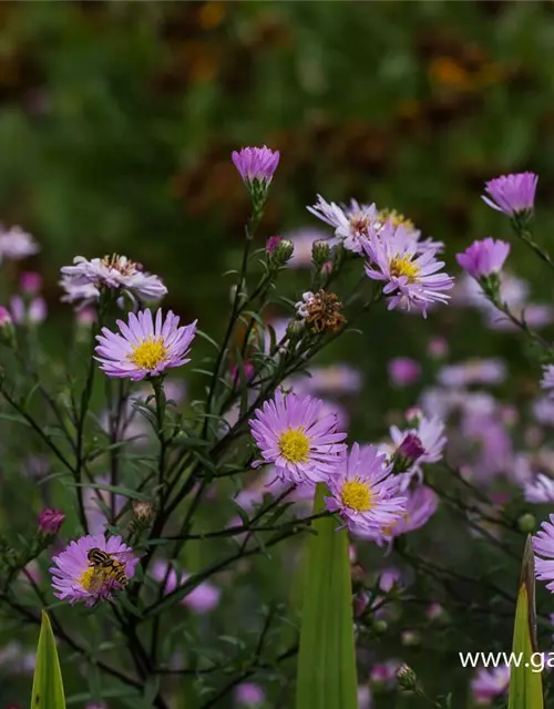 Glattblatt-Aster